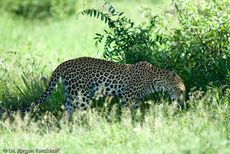 leopard (29 von 60).jpg